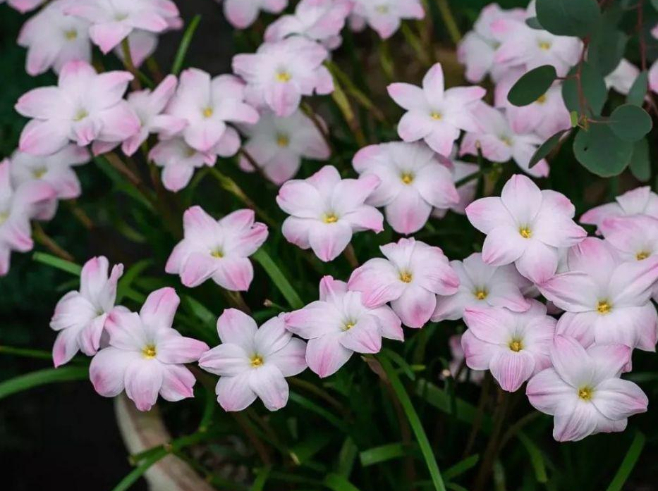  昂热进攻多点开花，客场完胜逃离降级区